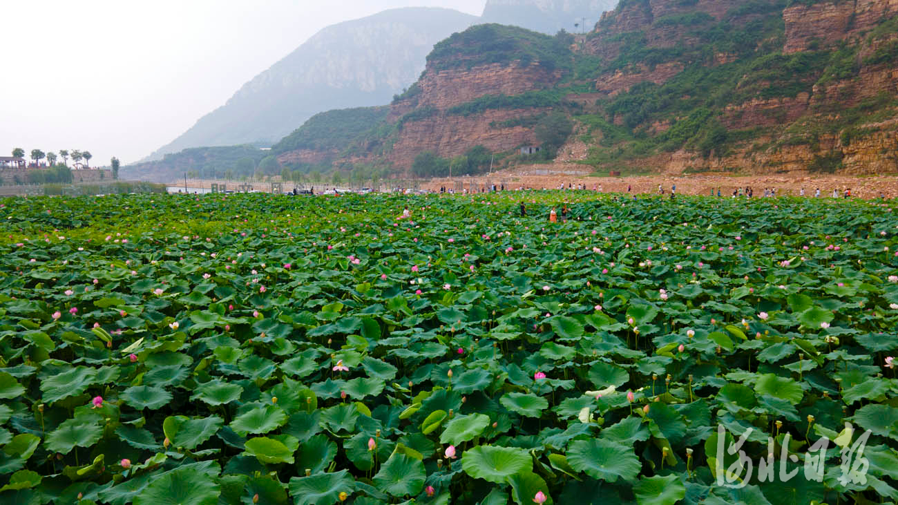 河北沙河：荷塘美景引客来