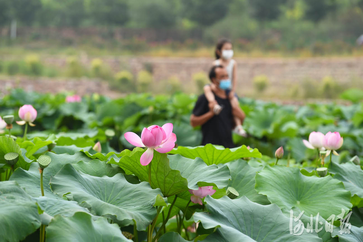 河北沙河：荷塘美景引客来