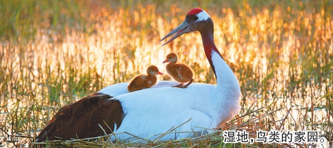 黑龙江国际重要湿地