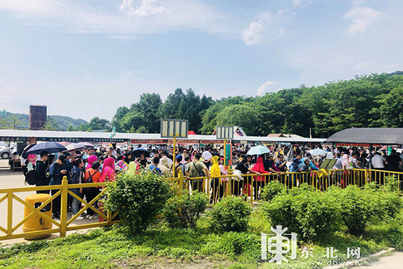 10万余株高山牛皮杜鹃花在凤凰山空中花园绽放