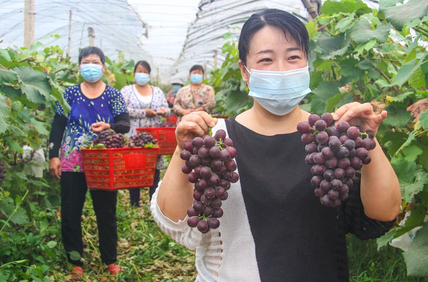 河南南阳：科技生态种植 助力乡村振兴