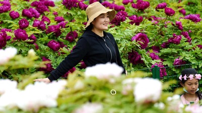 In Henan province, peonies are popular