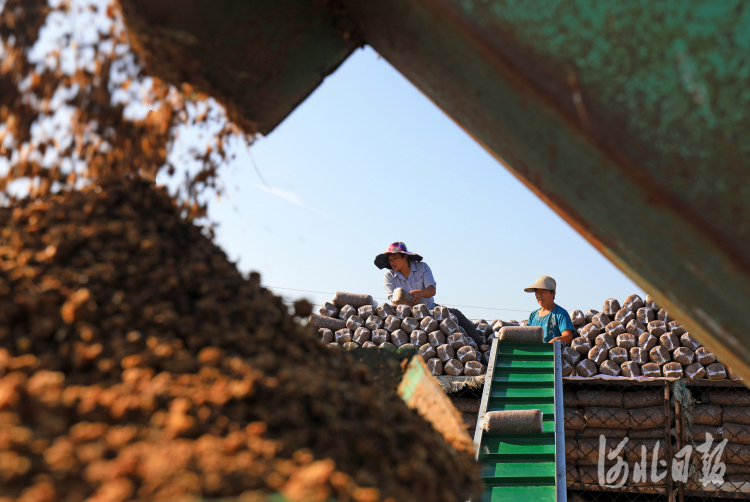 河北滦南：机装菌袋助增收