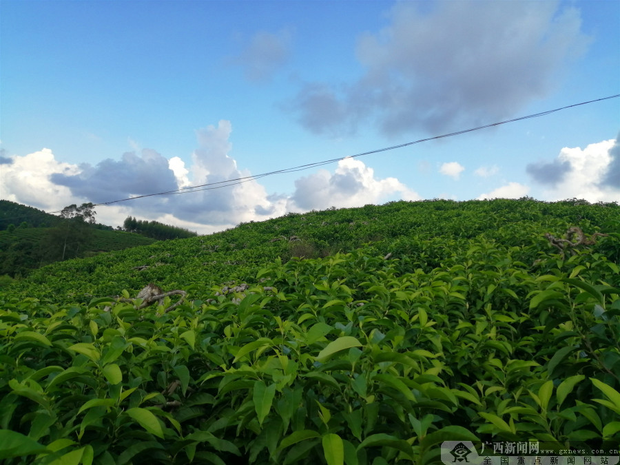 广西灵山县盆山村：一朵玉兰花强了村富了民