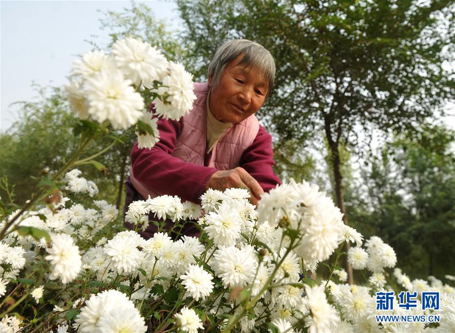 河北吴桥：“林下经济”助推精准扶贫