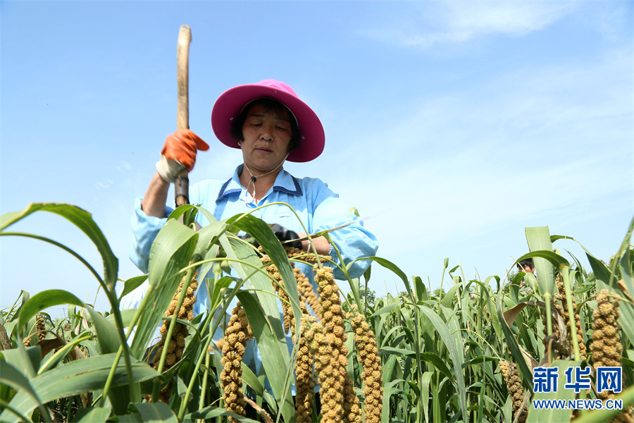 洛阳汝阳：打好“谷子牌” 念好“致富经”