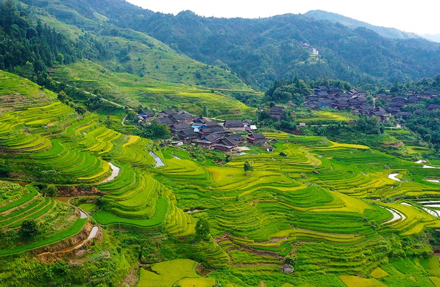 广西融水：金秋时节梯田美