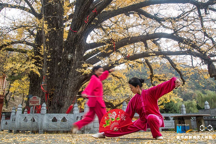 河南鲁山2800年银杏叶黄掩映古寺