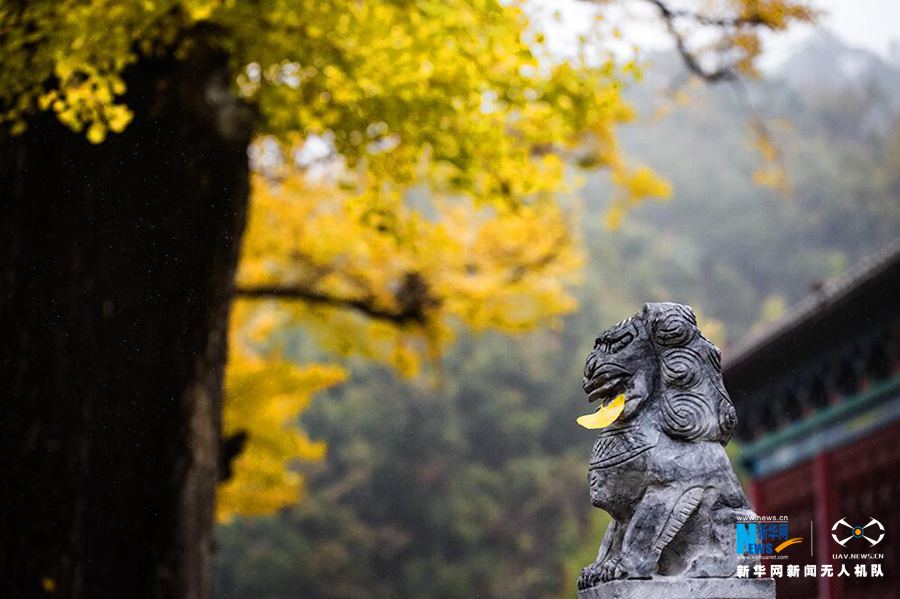 河南鲁山2800年银杏叶黄掩映古寺