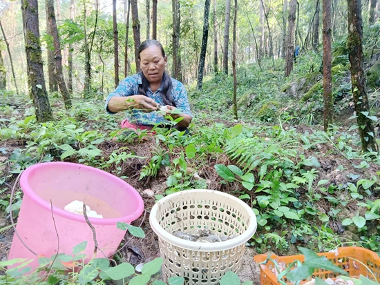 （供稿）铜仁思南凉水井镇 ：红托竹荪迎丰收 农民采摘增收忙_fororder_基地