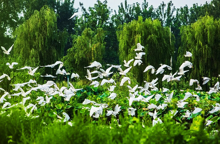 洪泽湖西顺河湿地：湖畔水乡 秋色初显