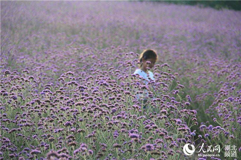 湖北郧阳：节日赏花正当时