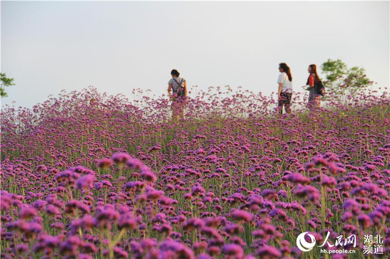 湖北郧阳：节日赏花正当时