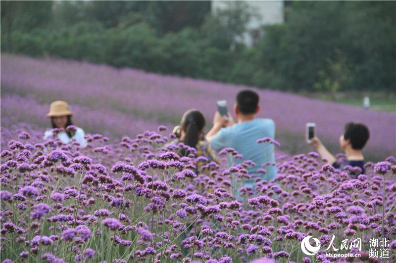 湖北郧阳：节日赏花正当时