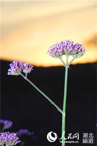 湖北郧阳：节日赏花正当时