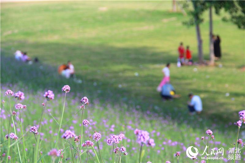 湖北郧阳：节日赏花正当时