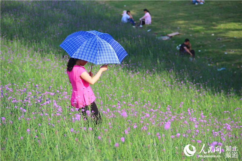 湖北郧阳：节日赏花正当时