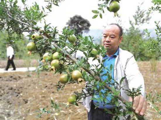 贵州水城：泥巴地长出“摇钱树”