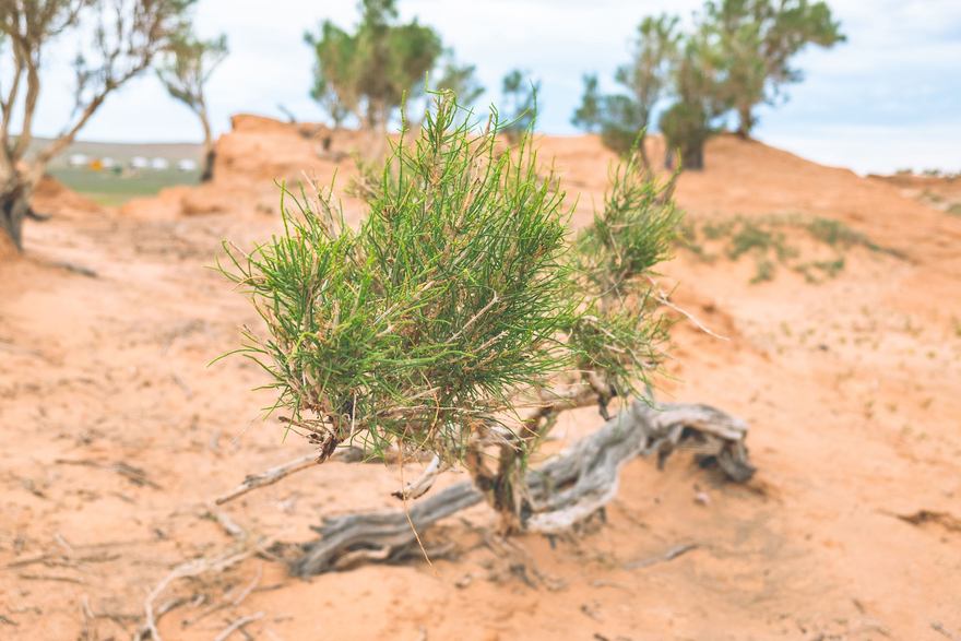 Plants & Nations: Mongolia