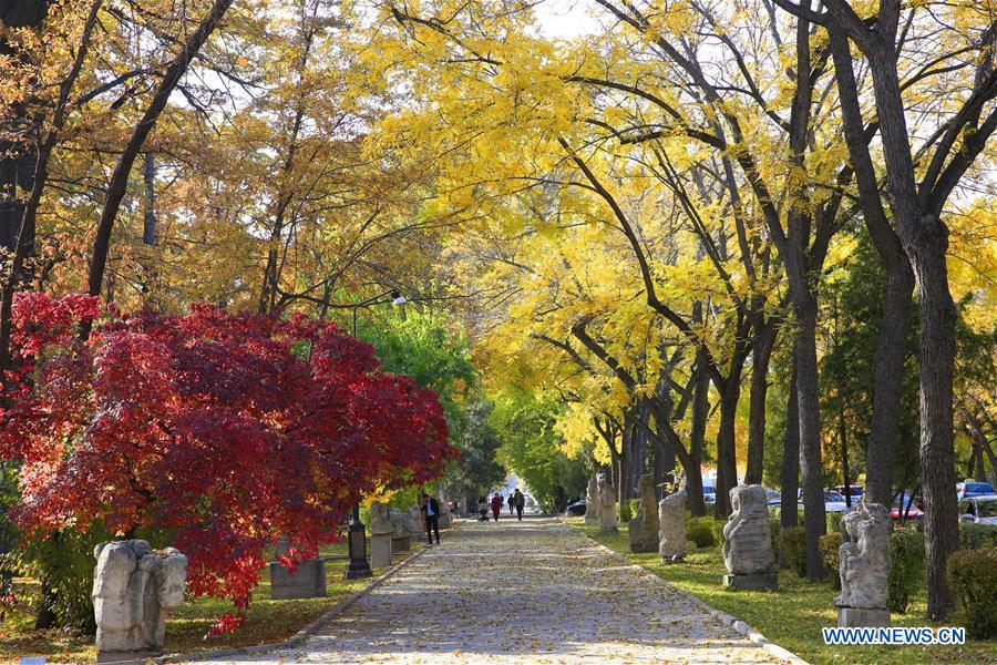 Autumn scenery in Bishkek, Kyrgyzstan_fororder_1