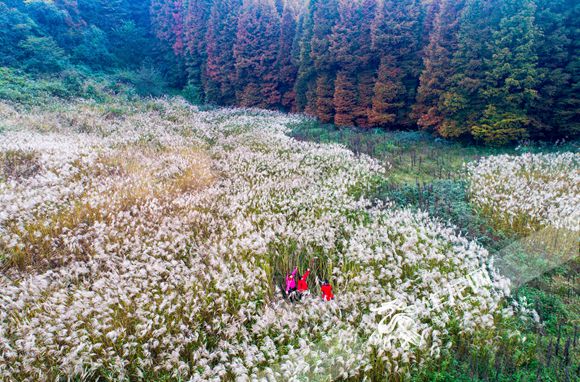 【渝情渝景】南川：山王坪生态公园秋色迷人