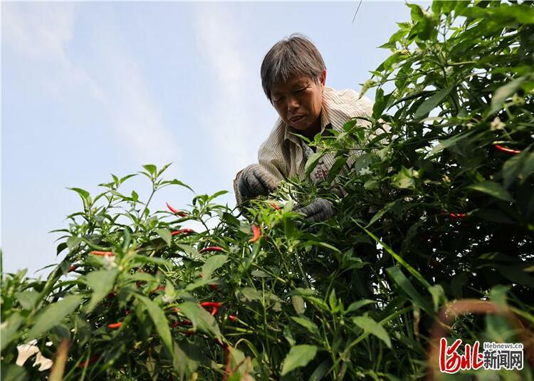 河北广宗：红火辣椒 红火日子