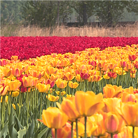 Yanqing: tulip blossom attracting tourists every spring_fororder_郁金香_副本1