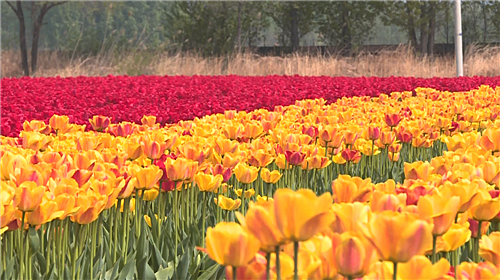 Yanqing: tulip blossom attracting tourists every spring_fororder_郁金香_副本