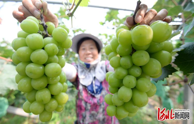 河北邯郸：葡萄园里结满致富“金串串”