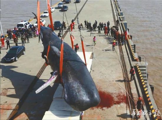 江苏搁浅抹香鲸死前饥饿 并非因胃里渔网丧命