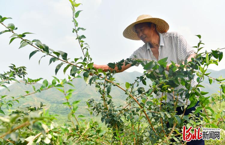 河北赞皇：小连翘助农增收