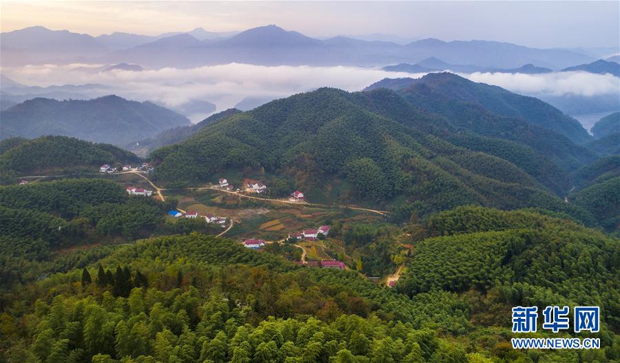 大别山的竹海与云海