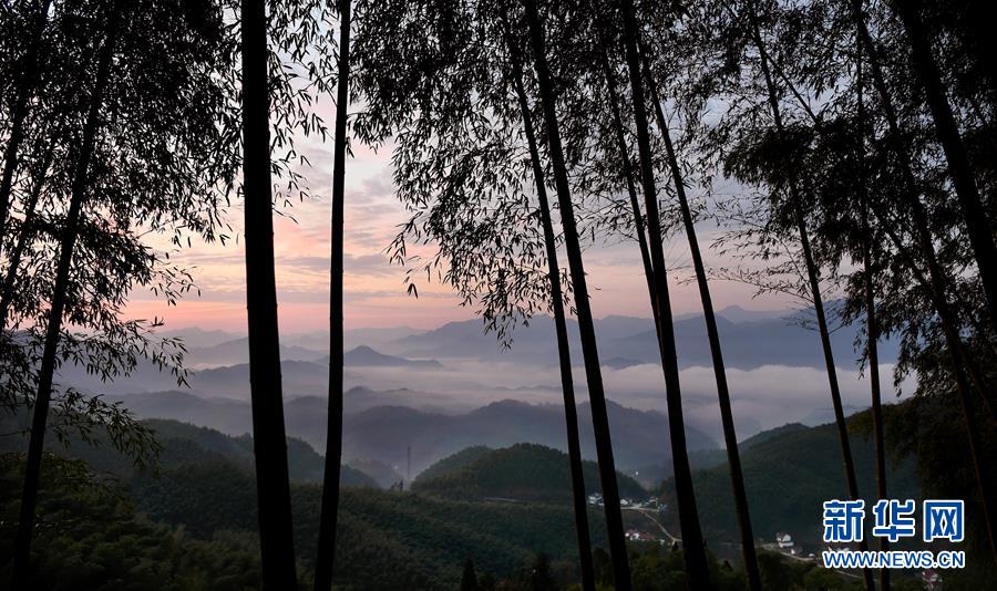 大别山的竹海与云海