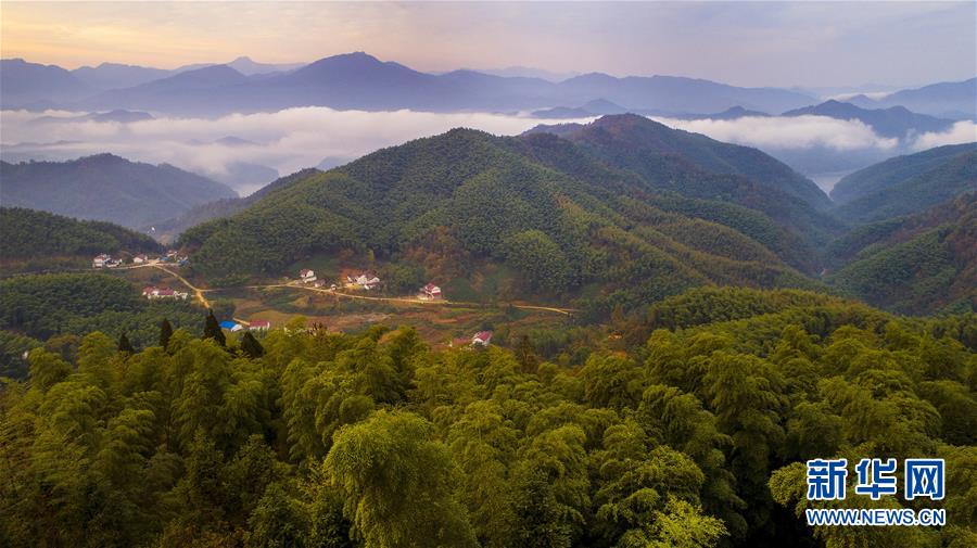 大别山的竹海与云海