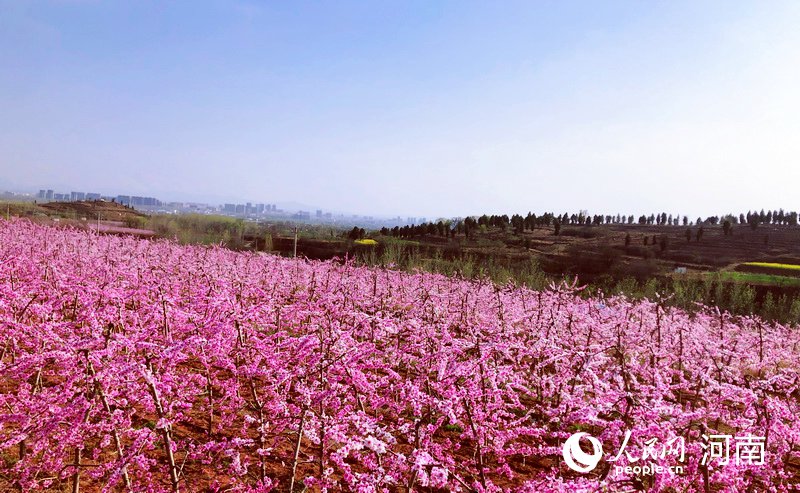 【焦点图-大图】【移动端-轮播图】平顶山市郏县：厚植生态底色 绘就绿色画卷