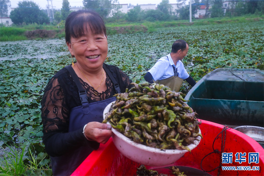 信阳光山：菱角飘香收获忙