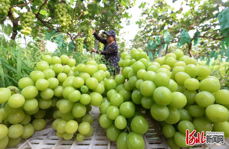 河北邯郸：葡萄园里结满致富“金串串”