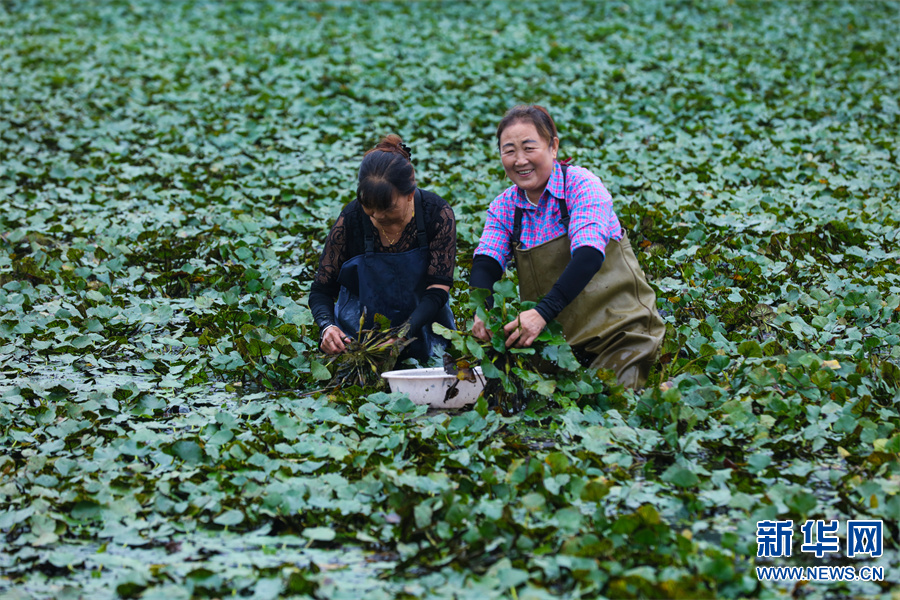 信阳光山：菱角飘香收获忙