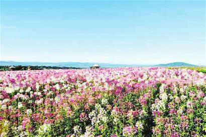 生态之变“领跑”绿色发展──双鸭山四方台区打造宜居宜业宜游新城区