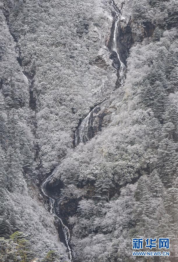 美丽玉麦 风景如画