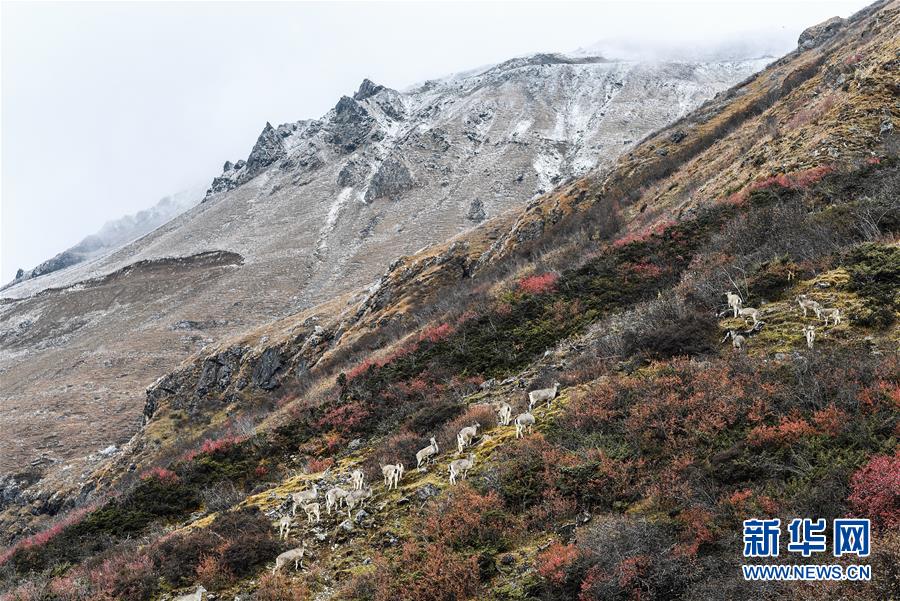 美丽玉麦 风景如画