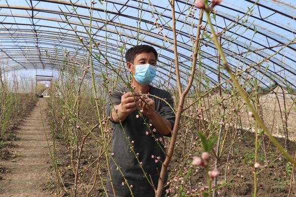 【OK有修改】【黑龙江】【供稿】在那桃花盛开的地方——绥化市明水县油桃产业发展纪实