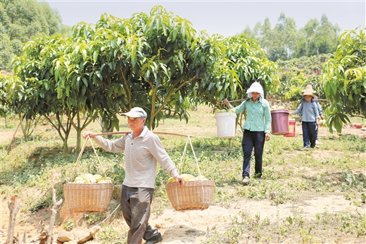 广西大化：荒坡种出金芒果