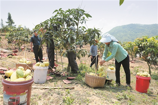 广西大化：荒坡种出金芒果