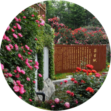 【英语】The 11th Nanyang rose fair launched in Nanyang World Rose Grand View Garden_fororder_英语png