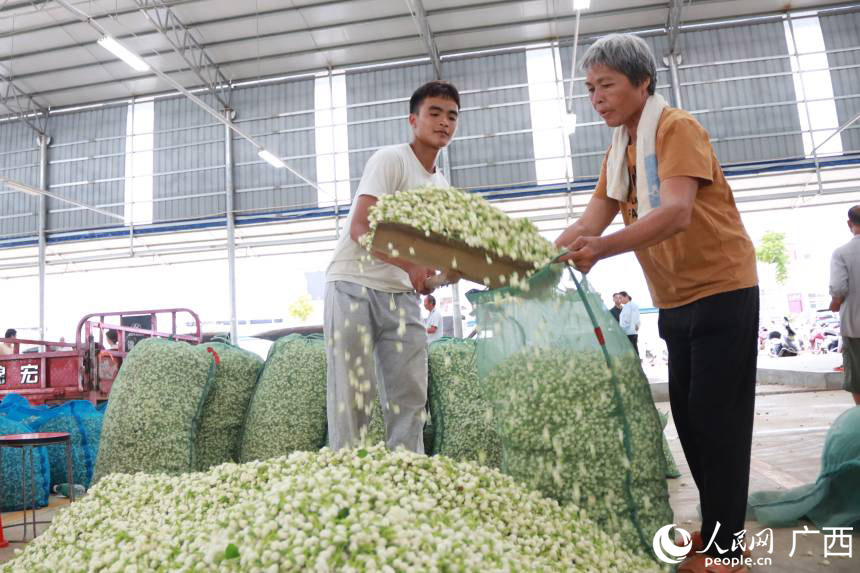 茉莉绽放 广西横州盛开乡村振兴“幸福花”