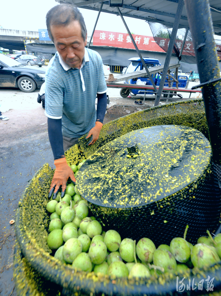 河北涞水：麻核桃产业 助农增收