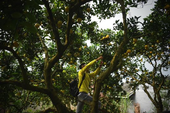 【行游巴渝 图文】重庆首家共享果园开园 近千亩果树待人认领