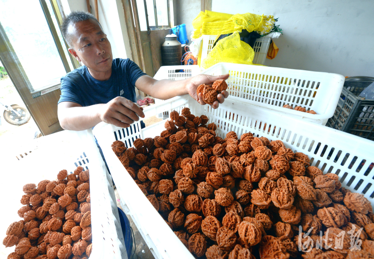 河北涞水：麻核桃产业 助农增收