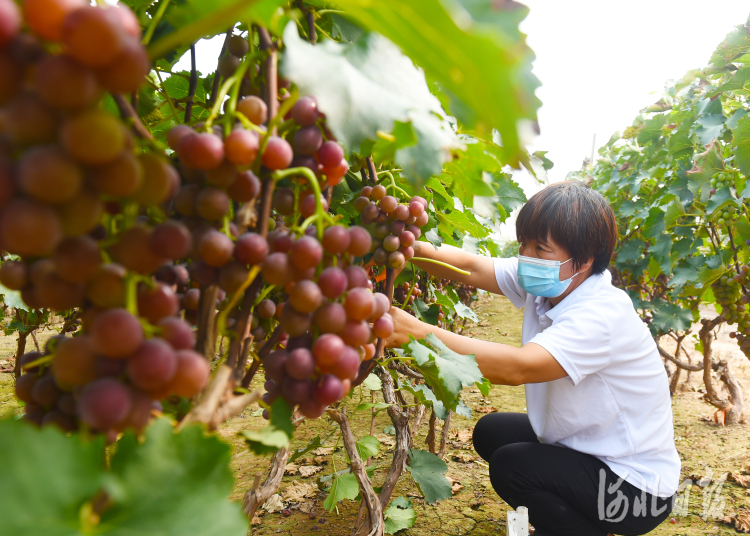 河北曲周：葡萄拓宽增收路